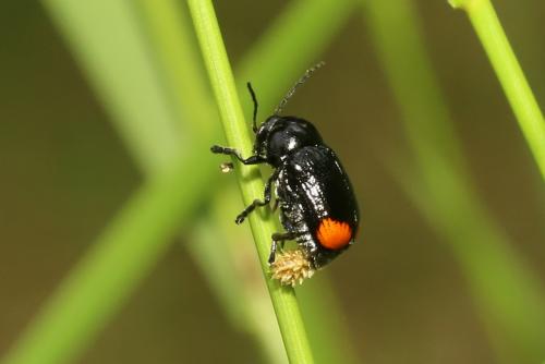 Cryptocephalus biguttatus